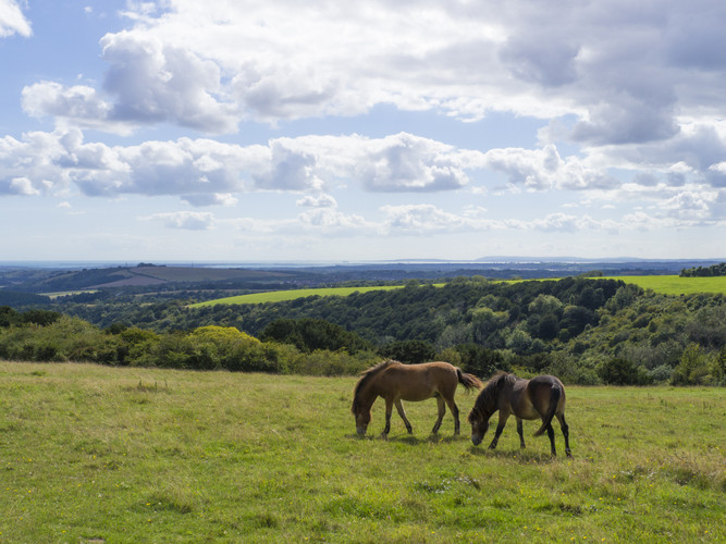Queen Elizabeth Country Park Parks In Hampshire