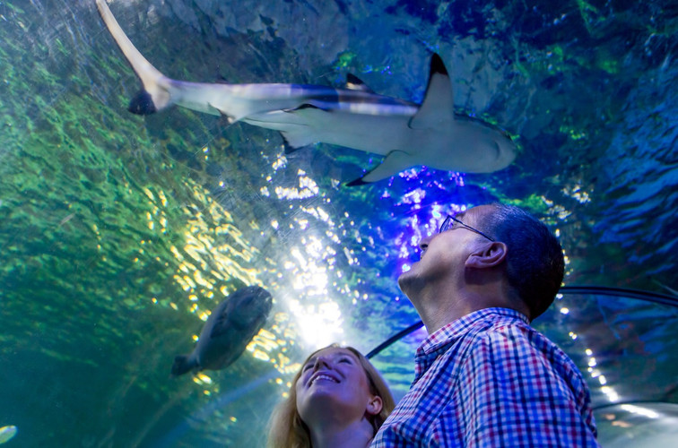 20% Off SEA LIFE Loch Lomond Tickets - SEA LIFE Discount Tickets