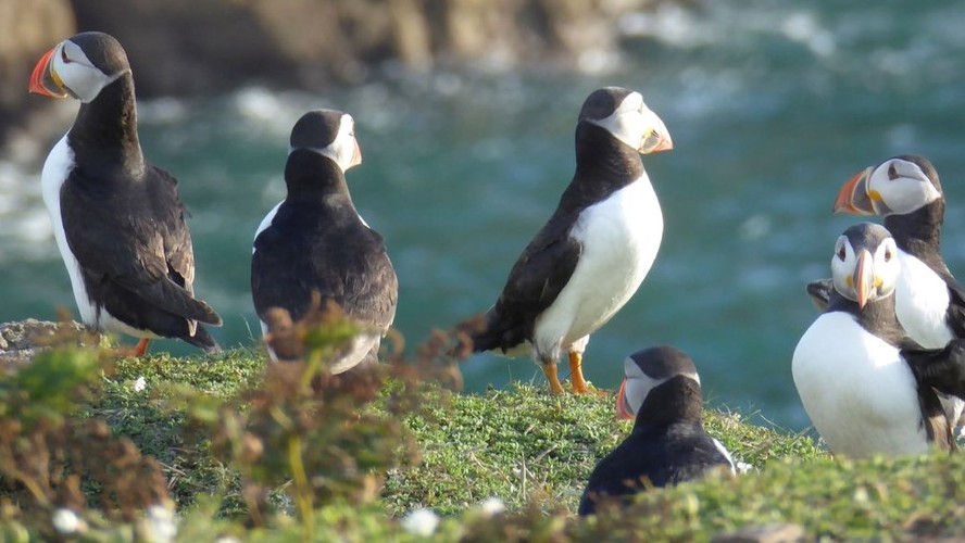 Best Wildlife Tour Puffin Island Powerboat Trip Anglesey