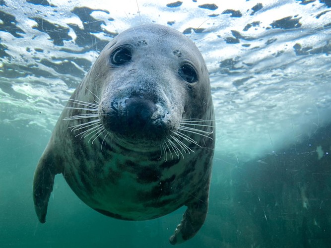 20% off Cornish Seal Sanctuary Tickets- Seal Sanctuary Devon