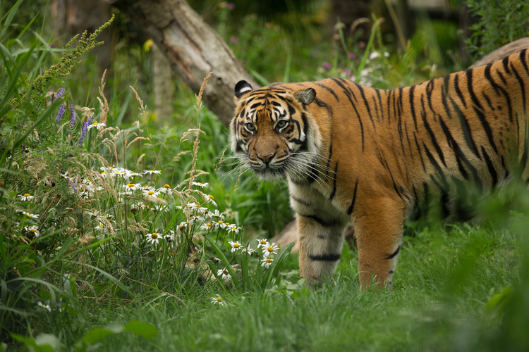 Edinburgh Zoo Discount Tickets Get 5 Off Edinburgh Zoo