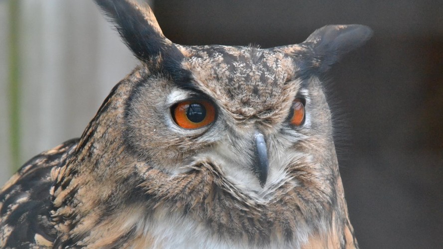 Raptor Foundation Best Price Tickets