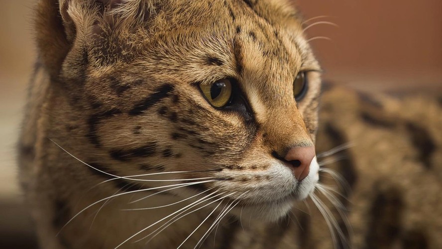 ARK Wildlife Park Lincolnshire Up to 10 Discount Tickets