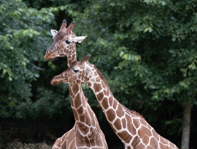 Lowest Price Tickets - Giraffe Experience - Banham Zoo