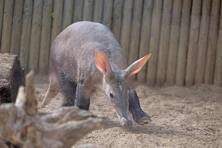 Lowest Price Tickets Aardvark Experience Africa Alive!