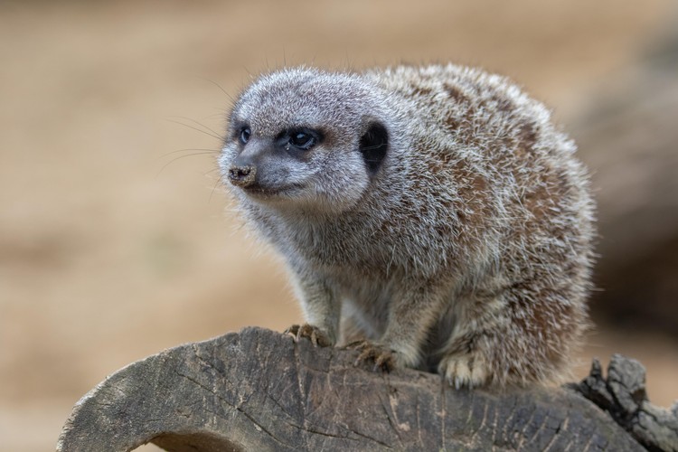 Africa Alive Meerkat Experience Best Price Tickets