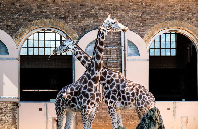 Two giraffes standing next to each other 