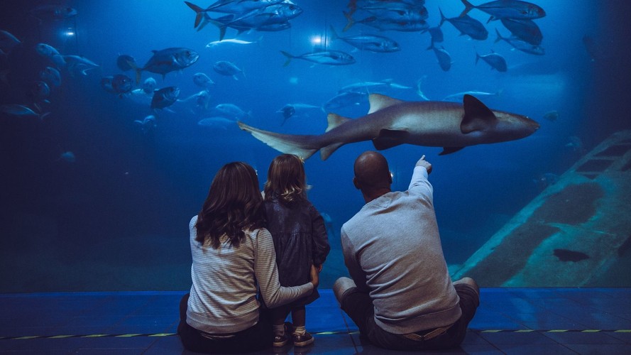 National Marine Aquarium Plymouth Best Price Tickets