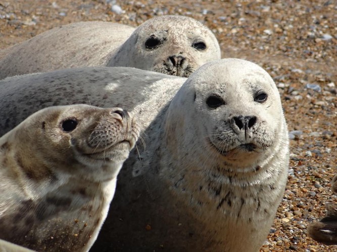 A two-day hike along Norfolk’s coastal path from Cromer to Holkham