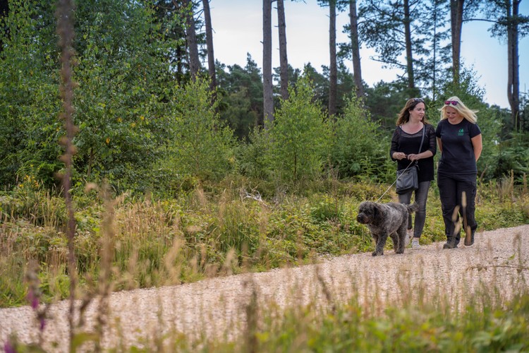 Wombwell Wood Beautiful Forest To Visit In The UK