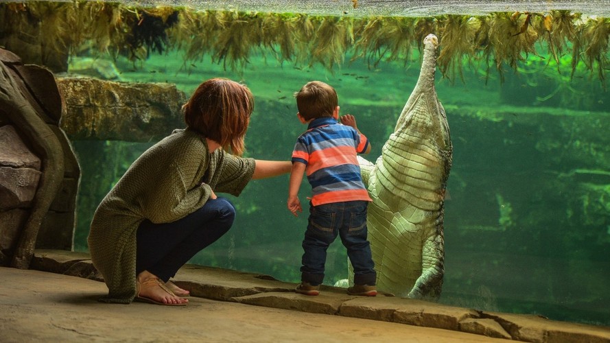 Chester Zoo Tickets Chester Zoo Tickets Up To 10 Discount