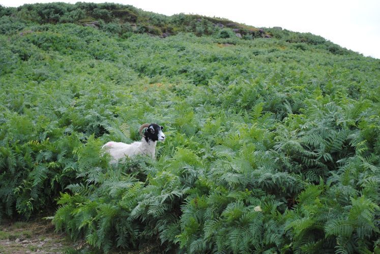 Sheep among the plant life on a sloping hillside