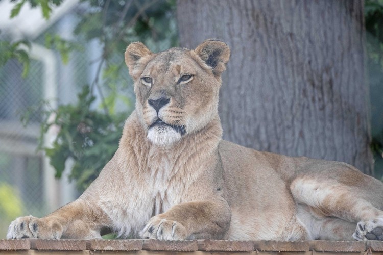 Africa Alive Lion Experience Best Price Tickets