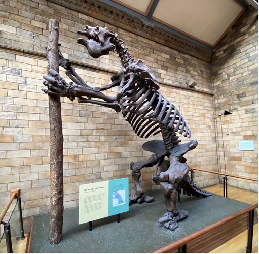The giant land sloth – told you it was big!