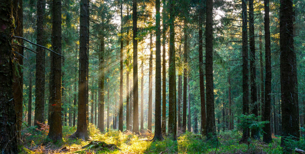 Puddletown Forest - Nature In The UK