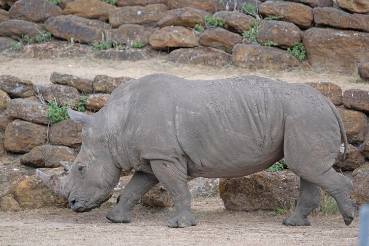 Africa Alive Wildlife Park Rhino Experience Tickets