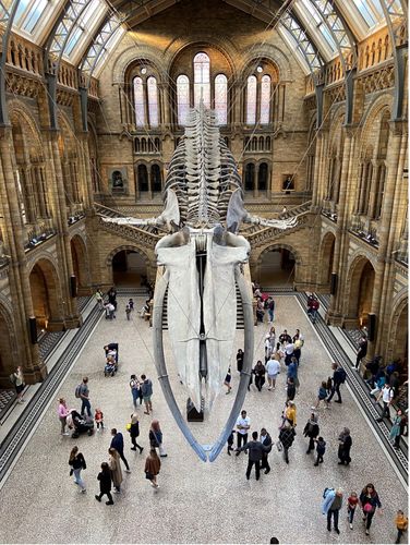 The giant blue whale hanging above the Hintze Hall in the Natural History Museum