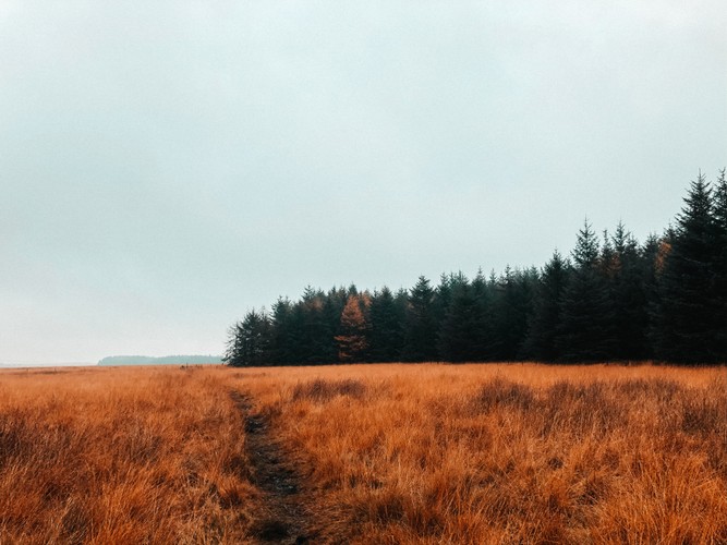Image courtesy of Spurwing Agency Trail running through tall grasses, woodlands on one side