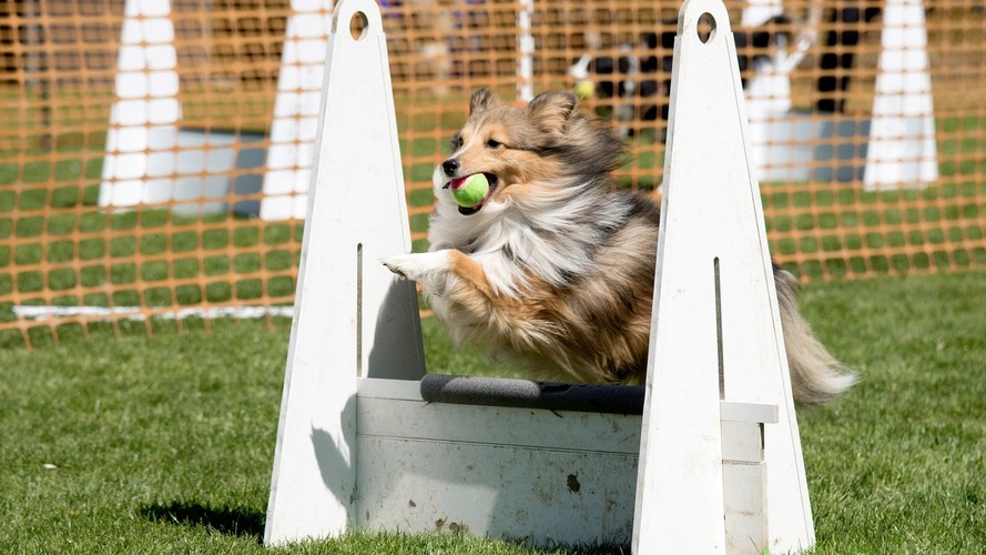 dog-festival-tickets-dog-events-near-me