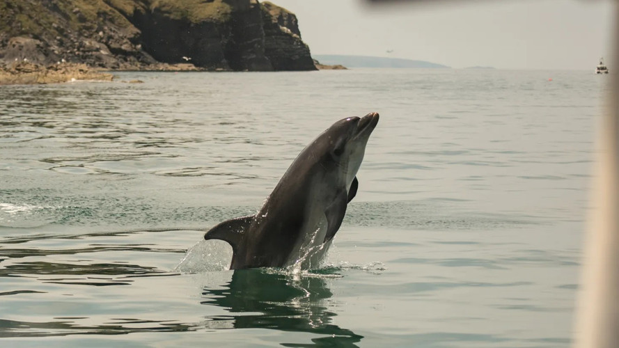1-Hour Dolphin Spotting Boat Trip