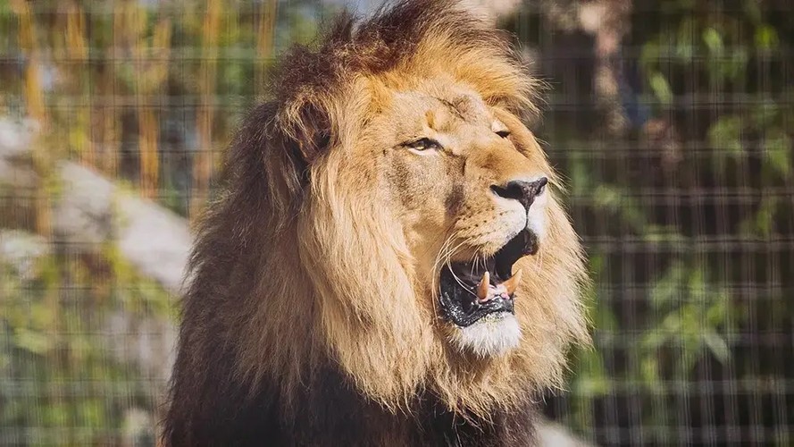 Wolds Wildlife Park Lincolnshire 10 DISCOUNT THIS EASTER