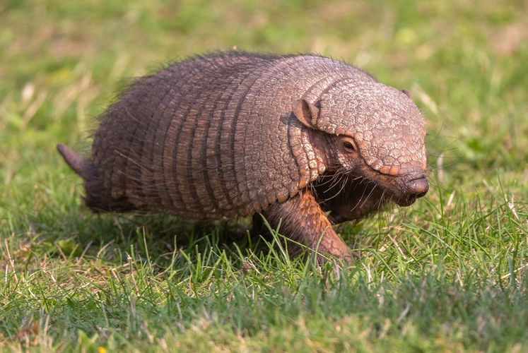 Lowest Price Tickets - Armadillo Experience - Banham Zoo