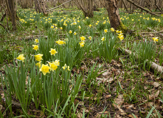 Santon Downham