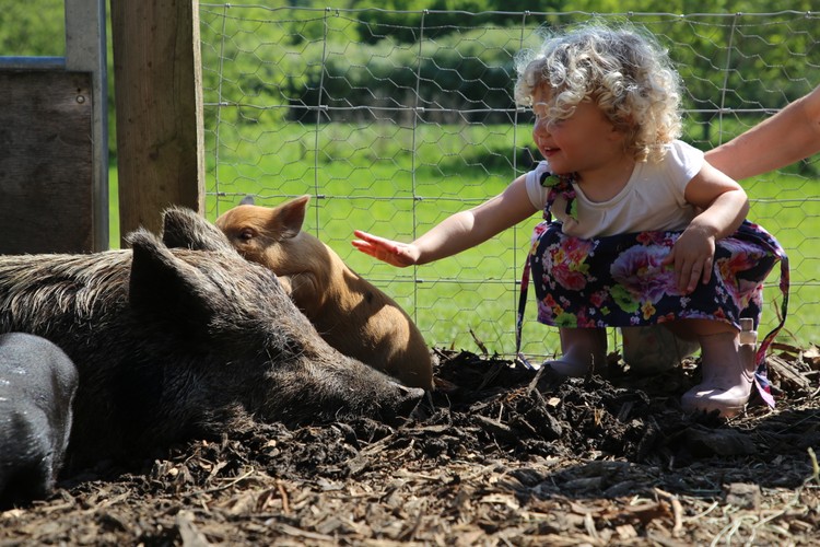 Piggy Pet & Play - Discounted Miniature Pig Experience, Amersham