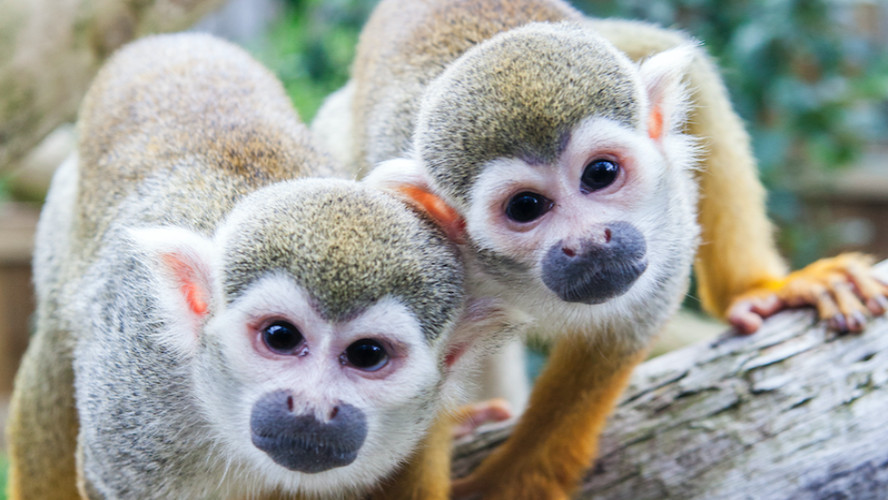 Northumberland College Zoo Discount Northumberland Zoo Tickets