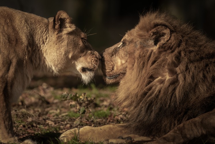 Dartmoor Zoo Tickets Devon Save 5 on Dartmoor Zoo Experiences