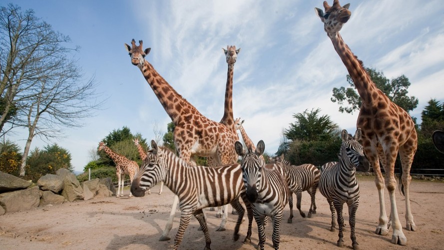 Belfast Zoo Tickets Free 5 Voucher With Purchase belfast-zoo-tickets-free-5-voucher-with-purchase