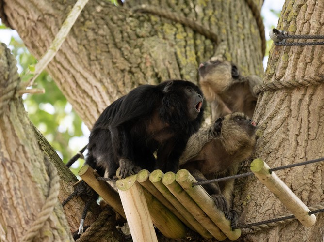 Lowest Price Tickets Howler Monkeys Experience Banham Zoo
