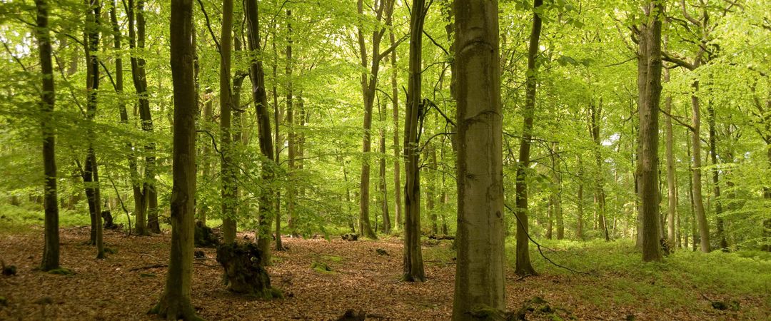 Idless Woods - Forests In The UK