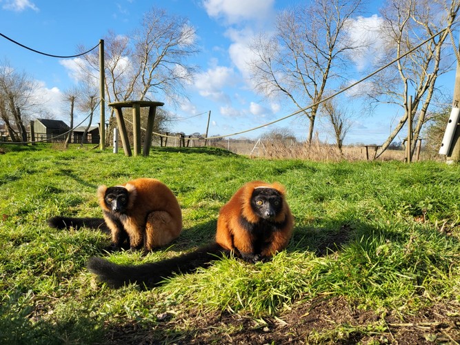 Africa Alive Lemur Experience Best Price Tickets