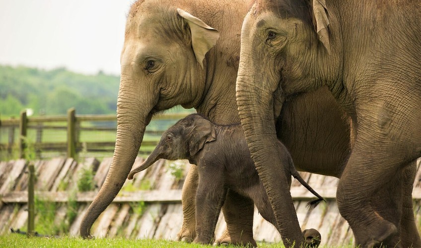 ZSL Whipsnade Zoo Best Price Tickets