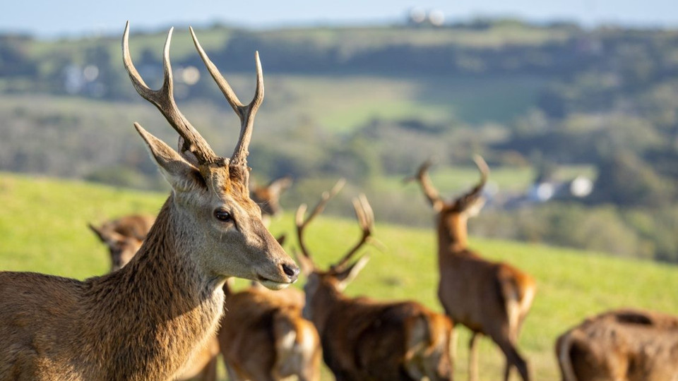 Great Wedlock Farm and Deer Park