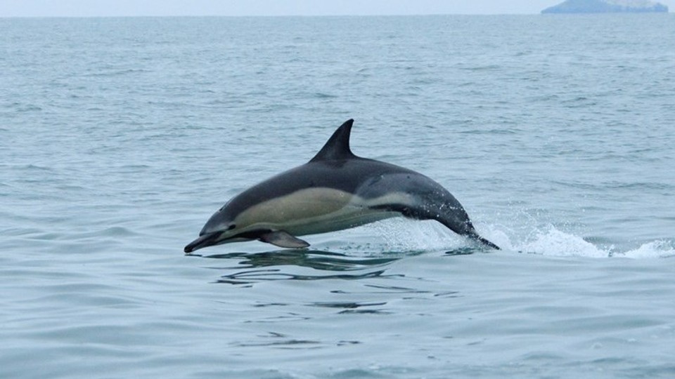 Offshore Islands & Dolphin Voyage