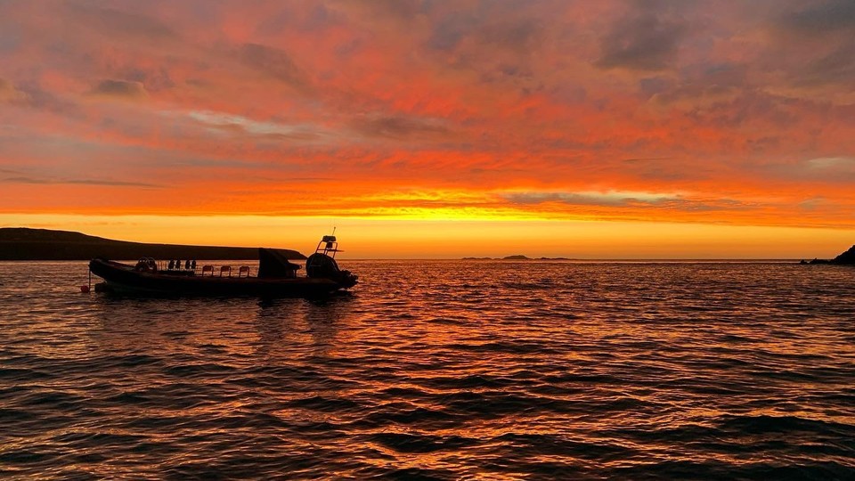 Evening Puffin Shearwater Voyage