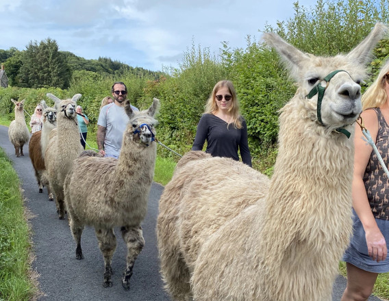 Pembrokeshire Llama Trekking Experience