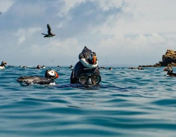 Snorkelling Skomer & Skokholm Tour