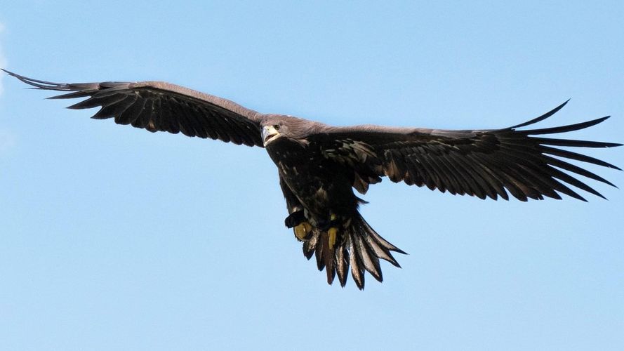 Gauntlet Birds of Prey Knutsford - Bird of Prey Centre Near Me