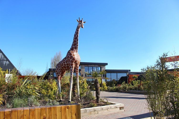 days-out-deals-you-won-t-find-them-cheaper-colchester-zoo-tickets