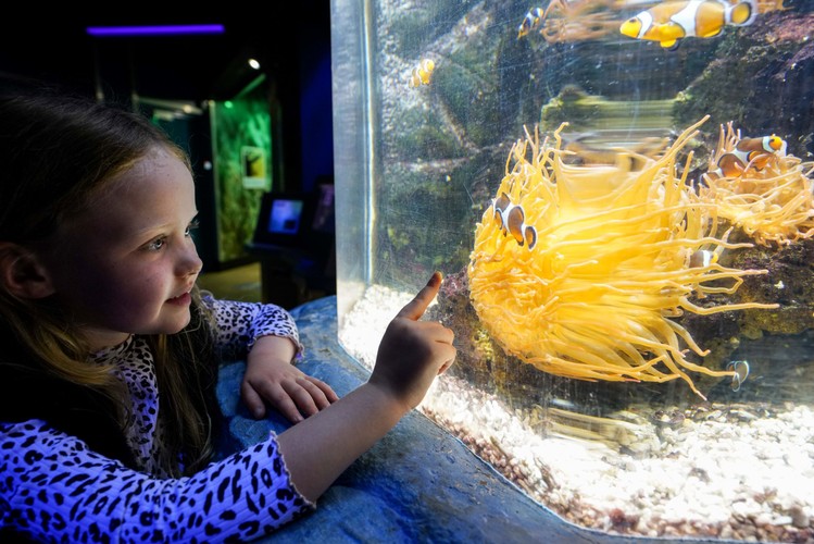 20% Off SEA LIFE Great Yarmouth Tickets - SEA LIFE Discount Tickets