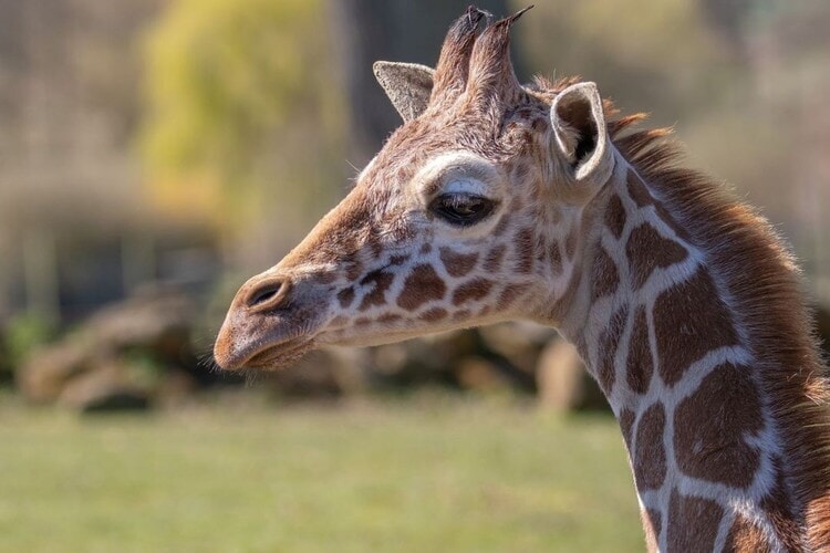 Africa Alive - Giraffe Experience - Best Price Tickets