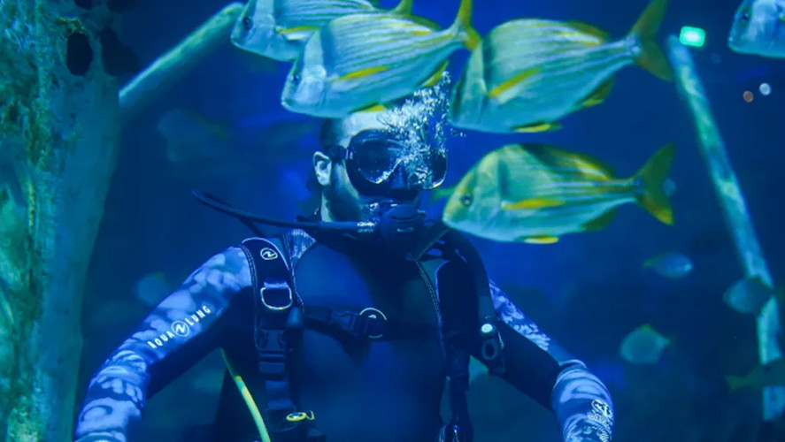 Shark Dive The Bear Grylls Adventure Best Price Tickets