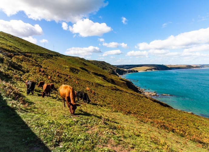 Cows near coast in Devon